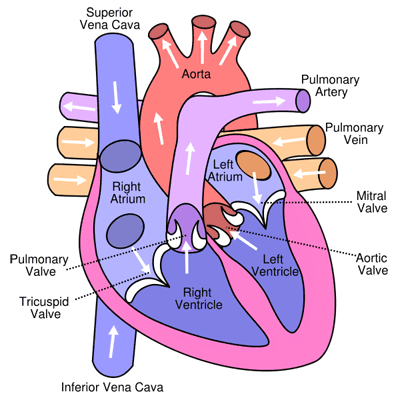 Healthy+heart+diagram