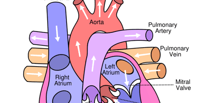 mypicsainmarin: heart diagram with labels