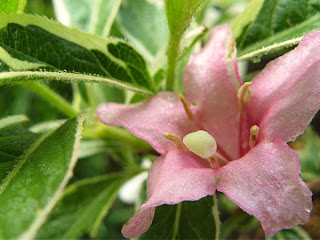 Life Among The Leaves This And That Indoors And Out