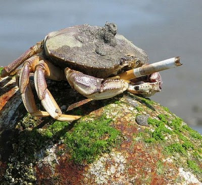 kepiting perokok