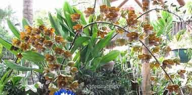 Grammatophylum martae