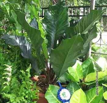 Philodendron