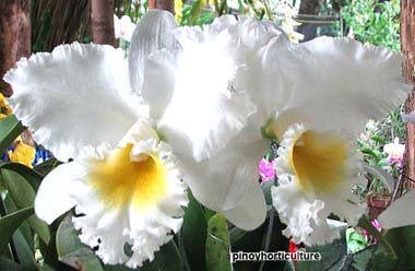 Bc. Trudy Baker 'Purity' x C. Earl 'Imperialis'