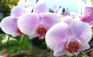 Best Phalaenopsis