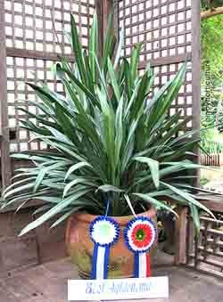 Aglaonema sp.