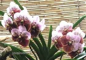 Vanda sanderiana x Taweesuksa