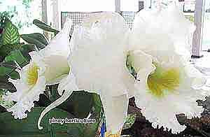 Blc. White Diamond