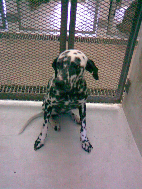 DALMATA adoptada