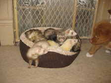 The Ferrets