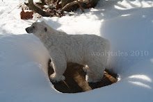 Polar Bear in the snow.....