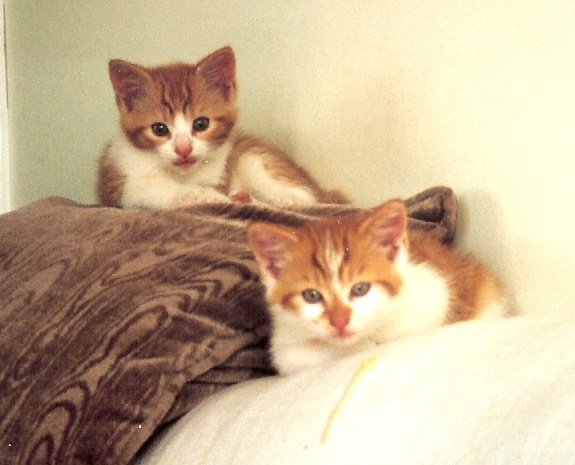 [Eric+and+Flynn-+baby+kitties0003.JPG]