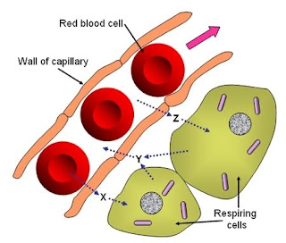 functions of the human body cell