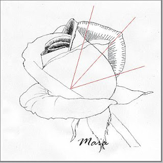 How to draw a rose in five steps-drawing lesson Shading+a+rose-line+direction