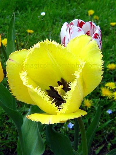 Yellow fringed tulip-macro Yellow fringed tulip-macro