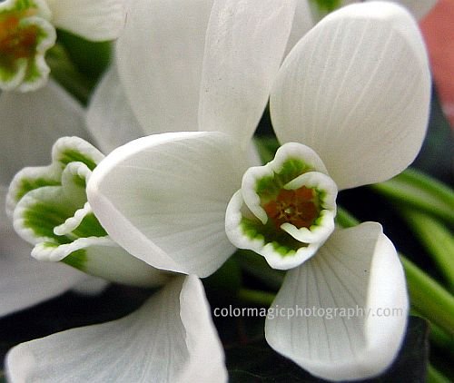 Images Of Snowdrops. Snowdrops in January-snowdrop