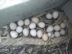 GUINEA FOWL EGGS