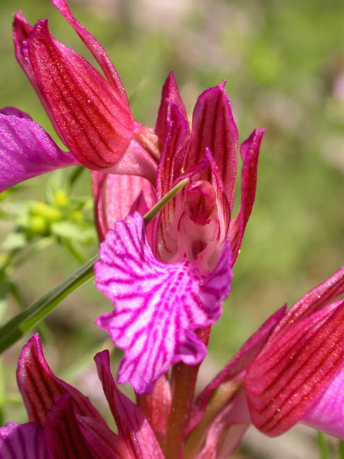 Orchis papillonacea