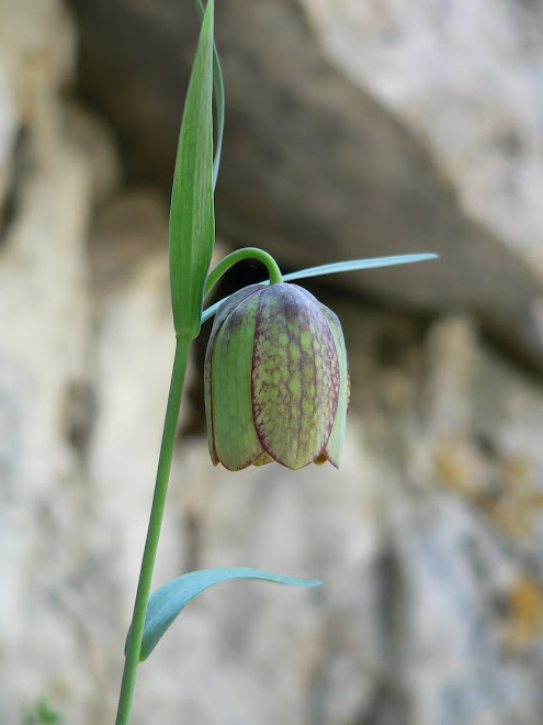 Fritillaire davisii