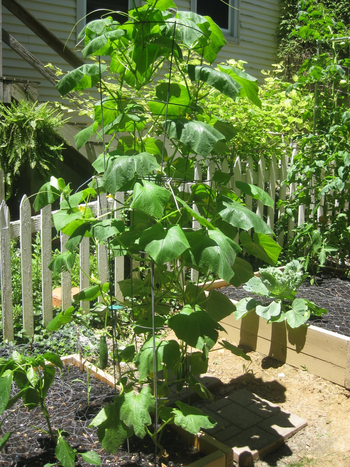 Beth's Shady Little SFG: Cucumbers - my new best friend in the garden