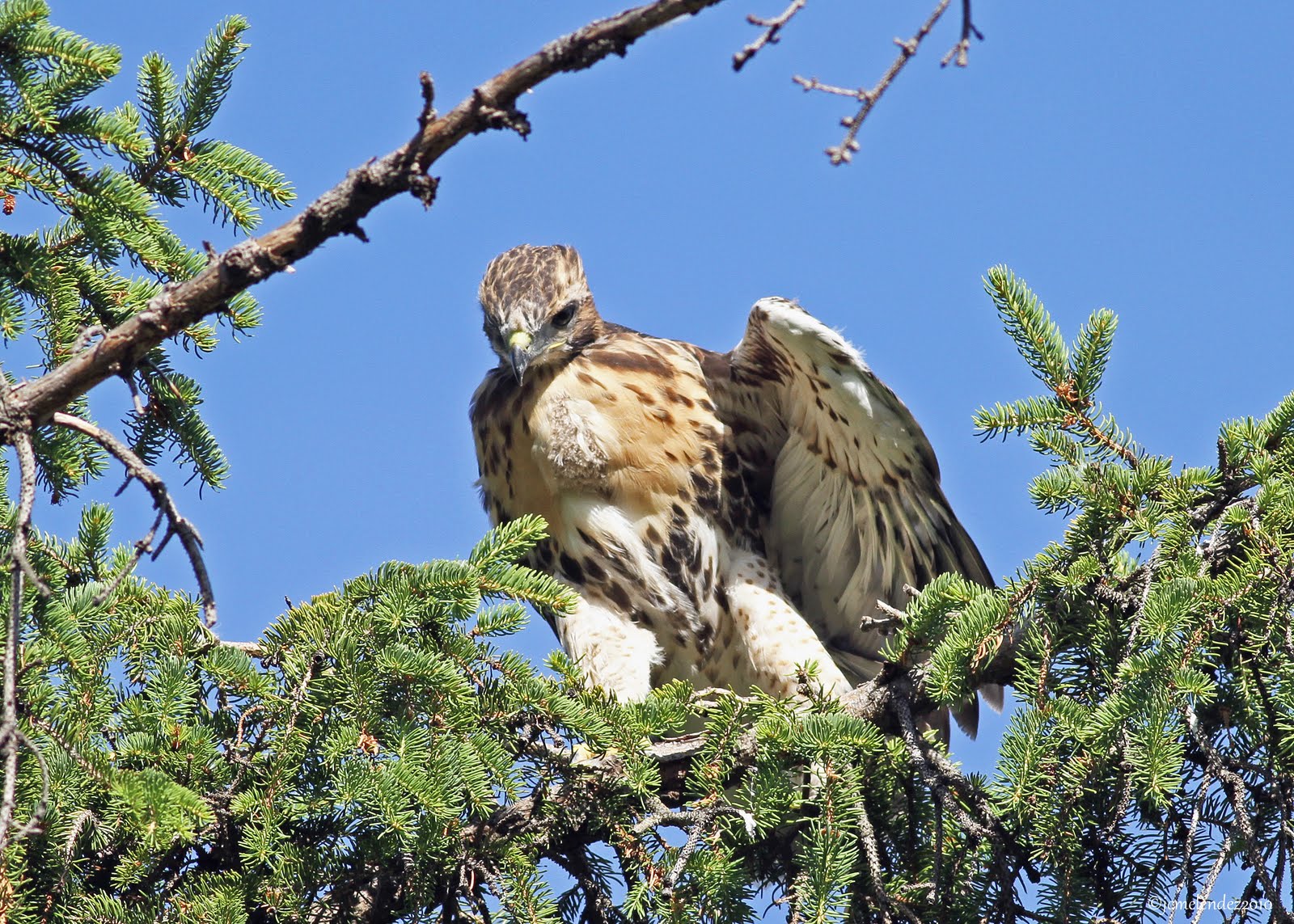 Janice's Birding Blog Redtailed Hawk Nest with Ann and Doug Tuesday