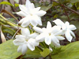 %E0%B8%A1%E0%B8%B0%E0%B8%A5%E0%B8%B4%E0%