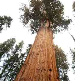 árbol mas alto árbol mas alto