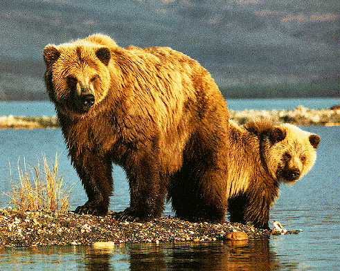 [grizzly.gif]