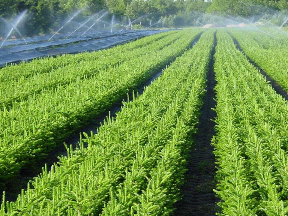 [irrigation.jpg]