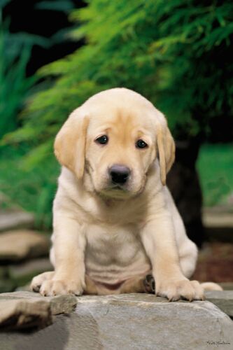 cute golden retriever puppy wallpapers. cute golden retriever puppy