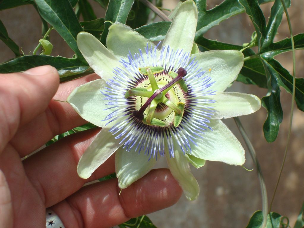 Photo log Pringle Creek Community