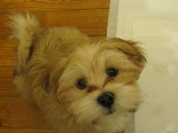 karen kennedy lhasa apso