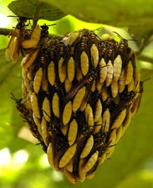 Marimbondo mata cavalo, Marimbondo tatu (Synoeca cyanea) 