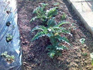 Plastenici+Jagode Plastenici Jagode http://posaotrebam.blogspot.com/2010/05/opet ...