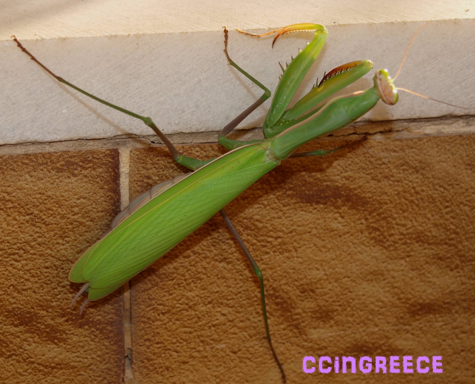 [green+praying+mantis.jpg]