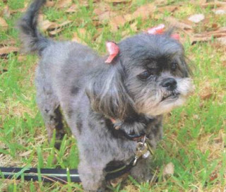 Neartown Animal Clinic