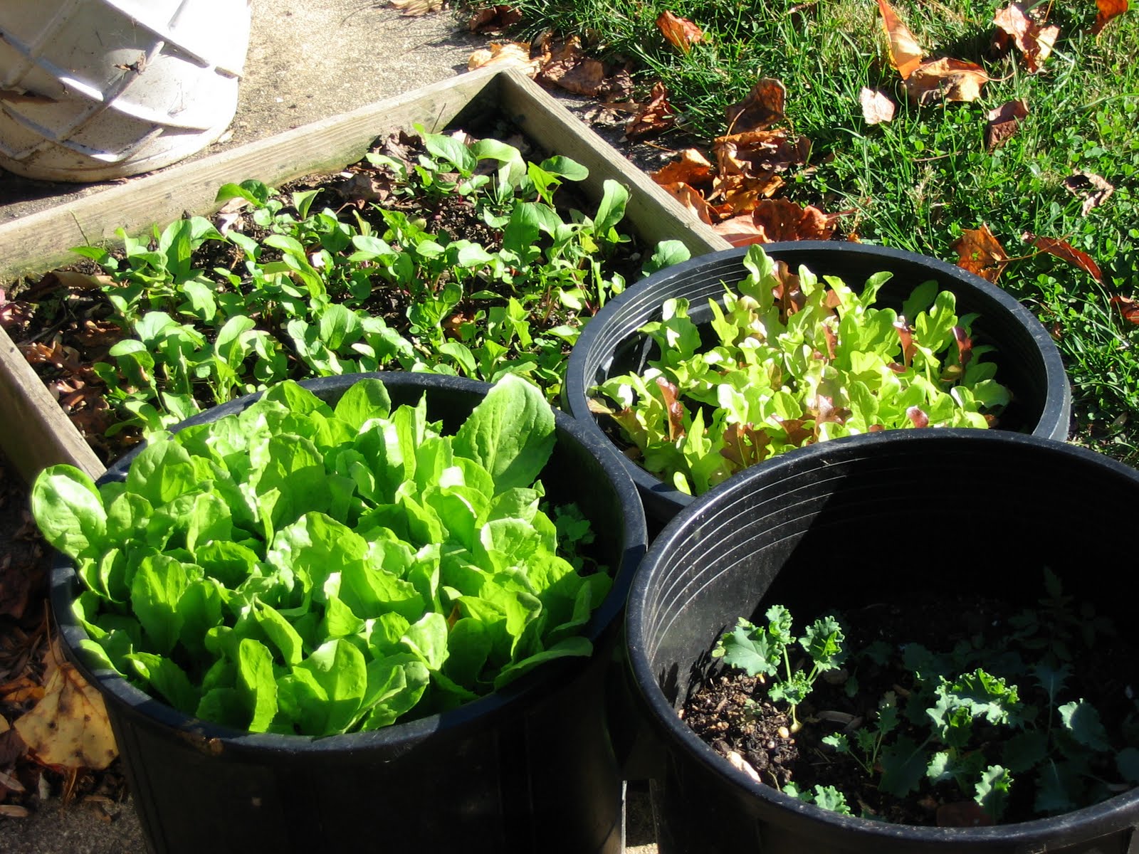 Grow It Eat It: Fall Container Gardening