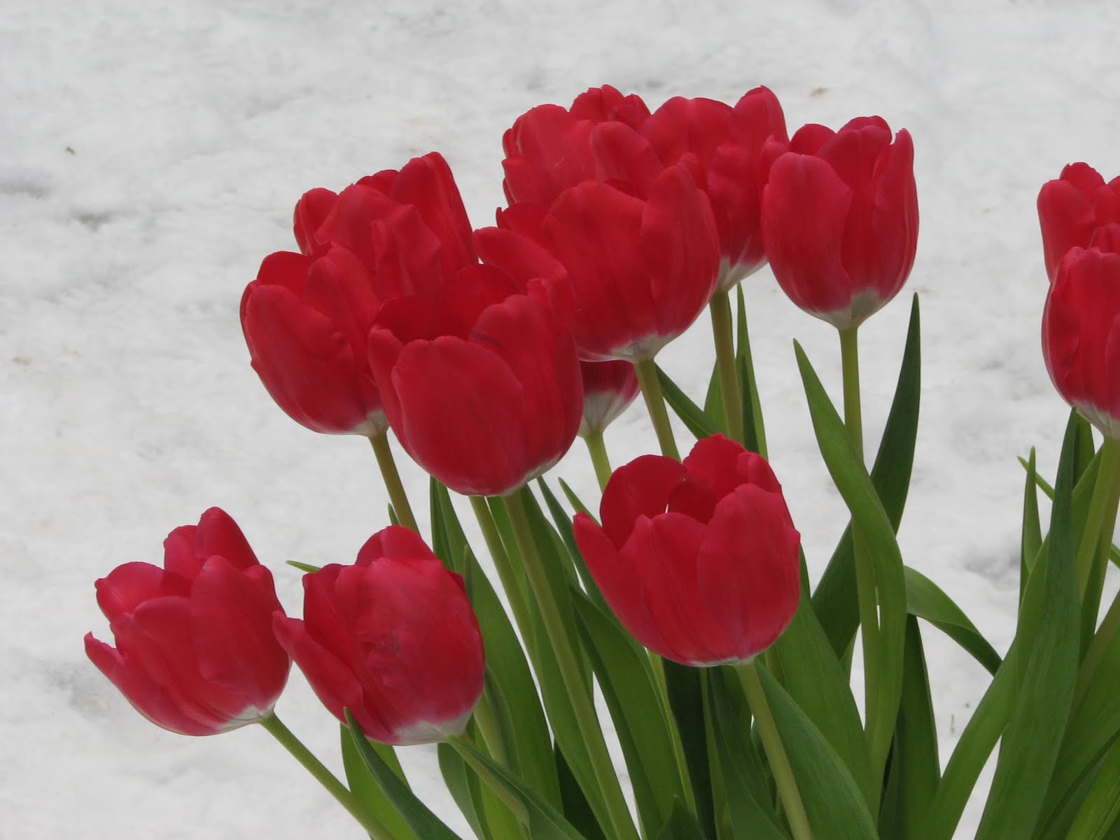 [Neve+-+21122009+(45).JPG]