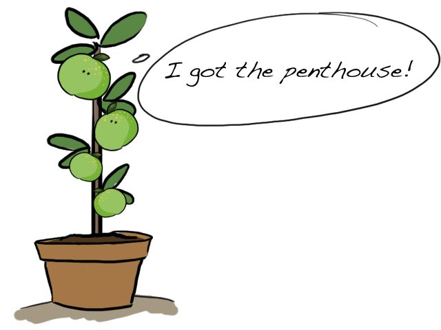 [apples.bmp]