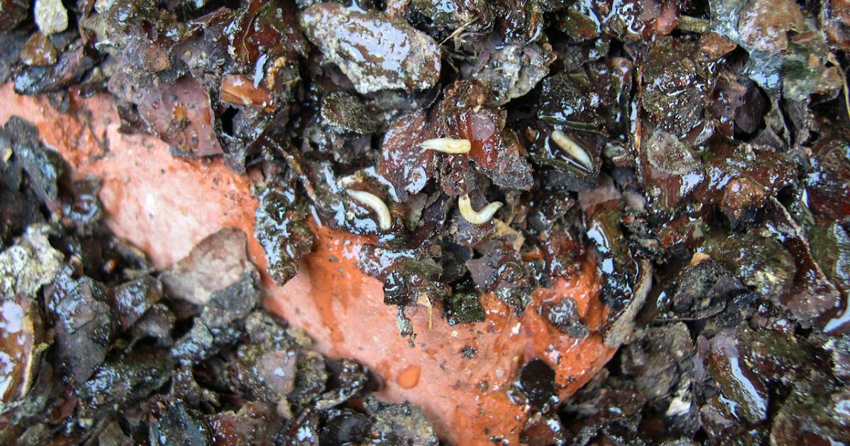 Get In The Garden More with the jumping worms