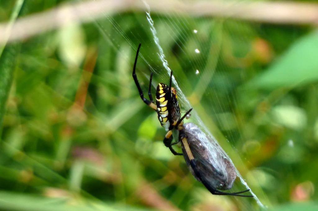 Fle Pics And Fle Thoughts Black And Yellow Garden Spider