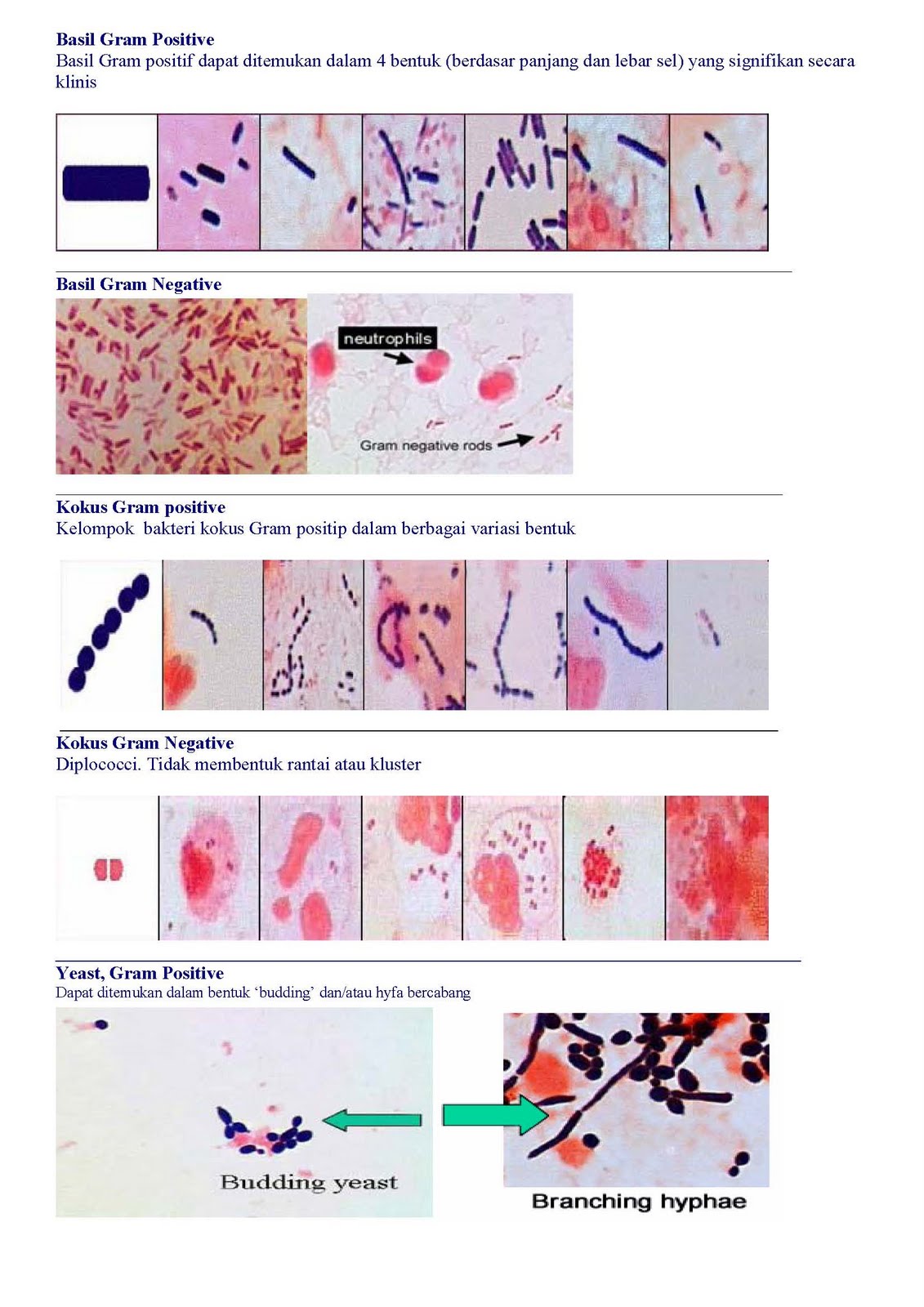 MIKROBIOLOGI UNTUK TEHNISI KESEHATAN: PEWARNAAN BAKTERI
