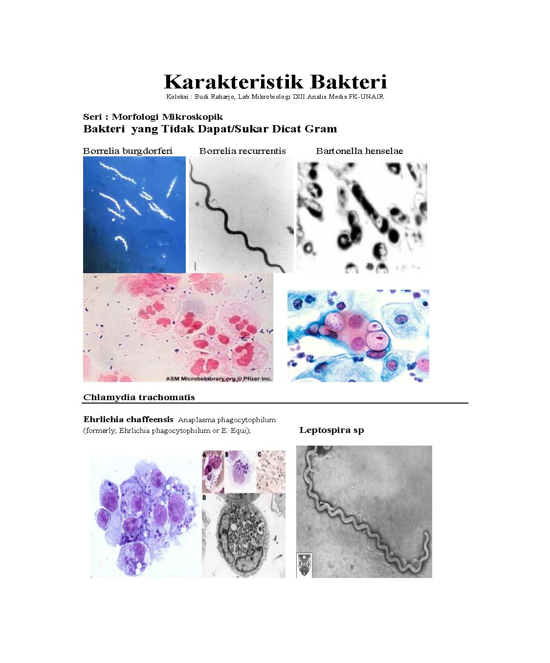 Karakteristik Bakteri