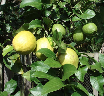Lemons Growing