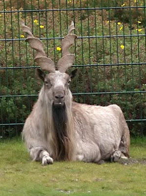 goat breeds for milk