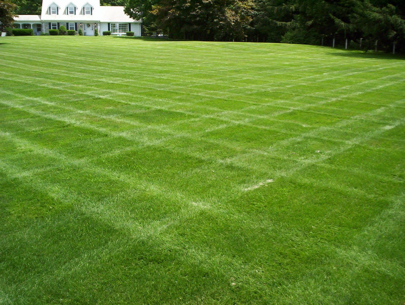dutch touch blog stay informed selecting grass for your dutch touch blog stay informed selecting grass for your