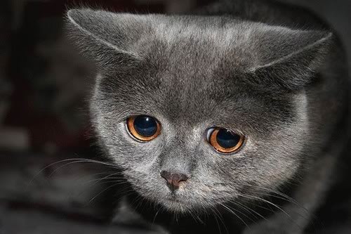 [sad-cat.jpg]