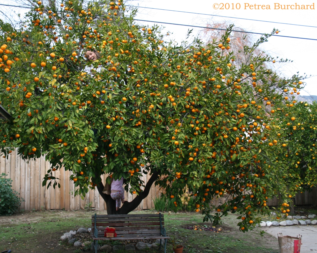 Living Vicuriously, aka Pasadena Daily Photo, has moved. CoOperating