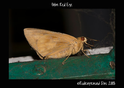 Banana Skipper