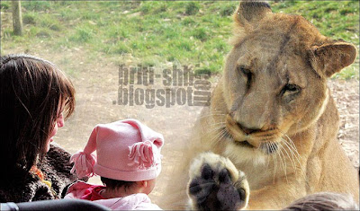 Whipsnade Zoo Lion