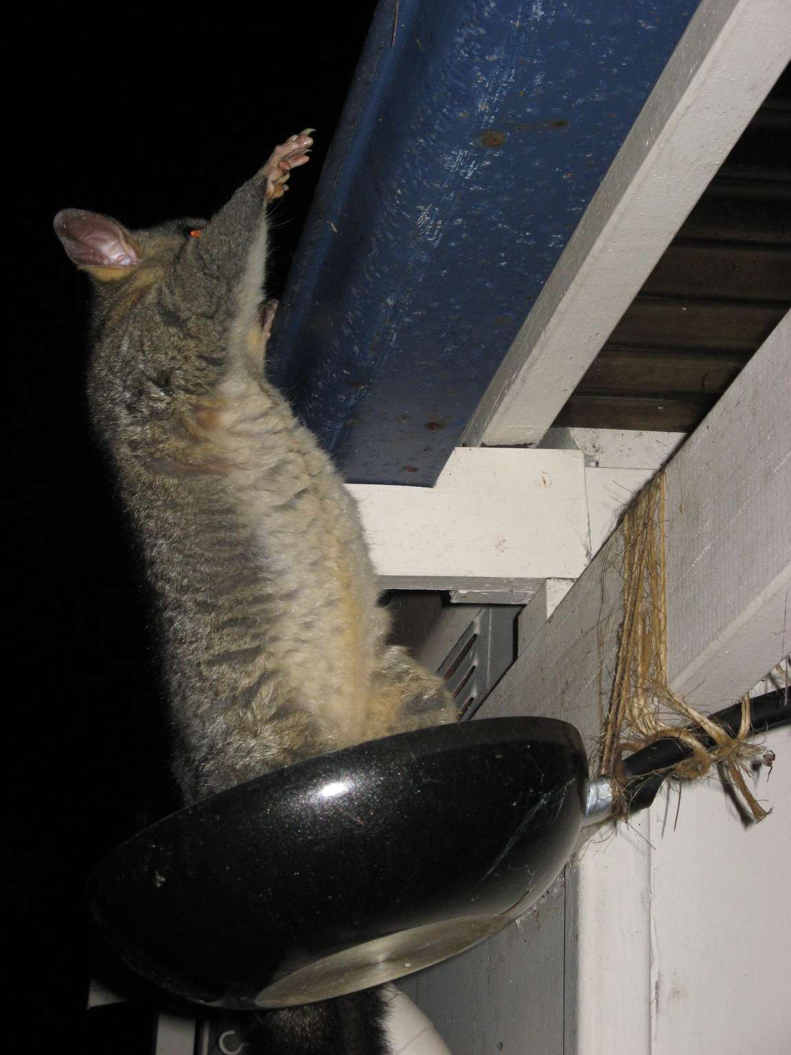 [IMG_0948+-+Basil.JPG]